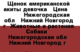 Щенок американской акиты-девочка › Цена ­ 70 000 - Нижегородская обл., Нижний Новгород г. Животные и растения » Собаки   . Нижегородская обл.,Нижний Новгород г.